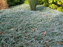 جونی پروس صخره ای ,Prostrata Juniper,Creeping cedar,trailing juniper, creeping savin juniper
